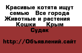 Красивые котята ищут семью - Все города Животные и растения » Кошки   . Крым,Судак